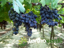 Black Rose vine table grapes