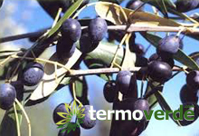 Cerasuola olive tree