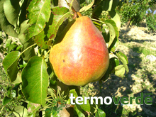 Decana pear tree
