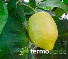 Femminello Siracusano lemon tree