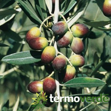 Leccino olive tree