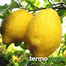 Lunario lemon tree