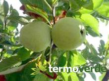 Ice Cream Cola apple tree