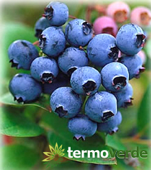 Blueberry berry plant