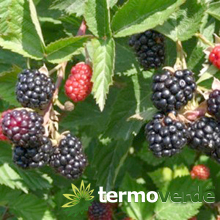 Blackberry berry plant without thorns