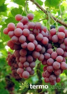 Michele Palieri vine table grapes