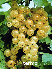 White currant berry plant