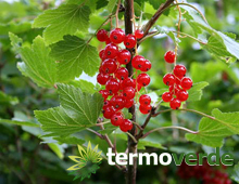 Red currant berry plant
