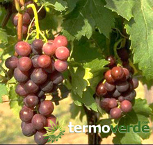 Cardinal vine table grapes