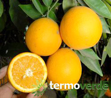 Planta de naranja Valencia